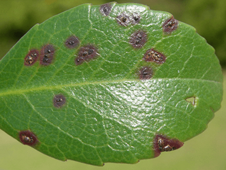 🌿 Photinia Leaf Spot (Entomosporium Leaf Spot)