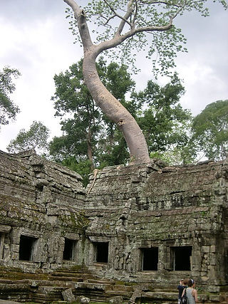 Tree on the roof