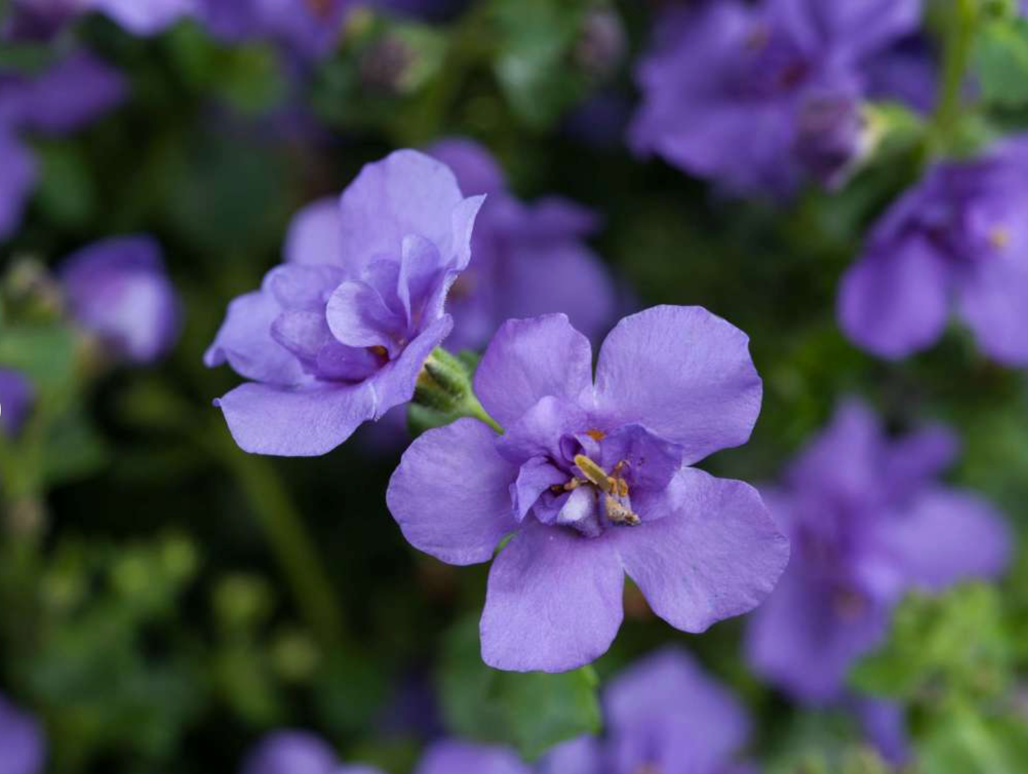 PLUG - Bacopa Scopia Double Indigo