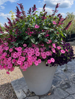 Rockin' Fuschia Salvia Palnter