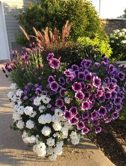 Petunia & Lavender Planter