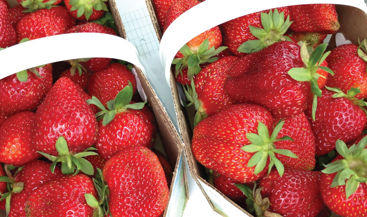 Albion Strawberries - 10 pack (4”pot)