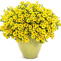 supertunia_mini_vista_yellow_mono.jpg