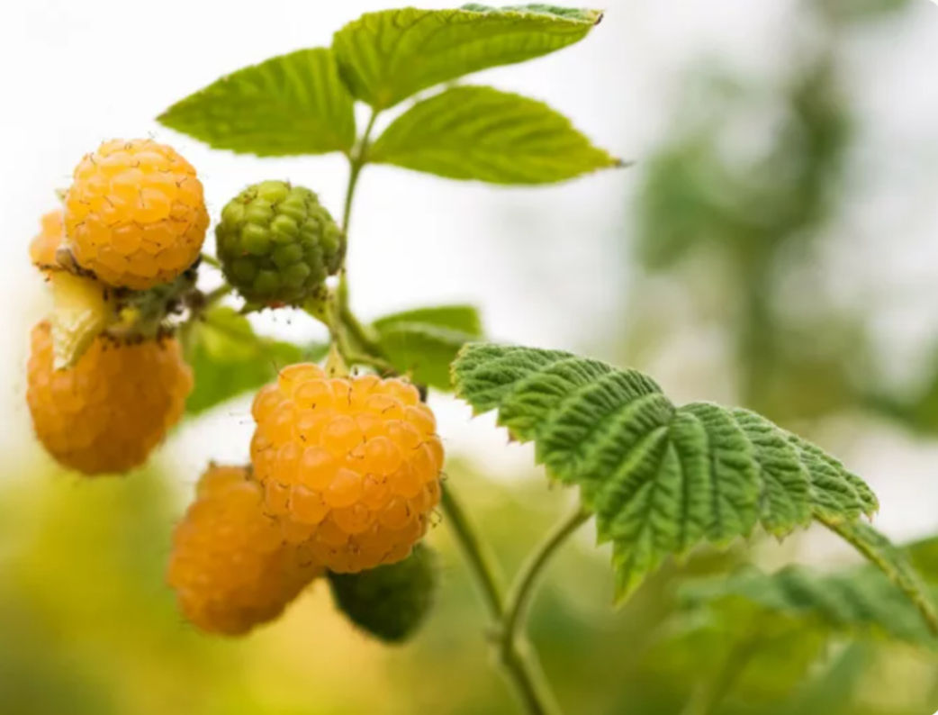 Anne Raspberry 1 gallon