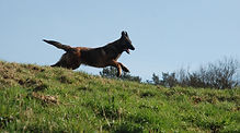 Elevage de chiens De La Noire Alliance