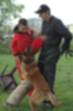 Elevage de chiens De La Noire Alliance