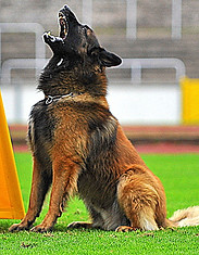 chien,berger,berger mainois,berger allemand,détection,recherche,pistage,dressage,springer,working dog,k9,malinois,gsd,training,litter,portée,sauvetage,rescue,élite