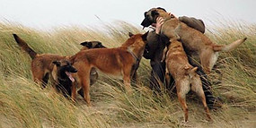 chien,berger,berger mainois,berger allemand,détection,recherche,pistage,dressage,springer,working dog,k9,malinois,gsd,training,litter,portée,sauvetage,rescue,élite