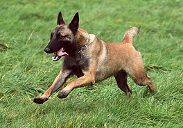 chien,berger,berger mainois,berger allemand,détection,recherche,pistage,dressage,springer,working dog,k9,malinois,gsd,training,litter,portée,sauvetage,rescue,élite
