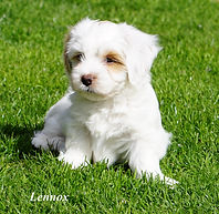 Lennox 6.jpg