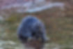 beaver-with-orange-teeth-chewing-on-a-stick-in-lak-2026-01-05-00-21-48-utc.jpg