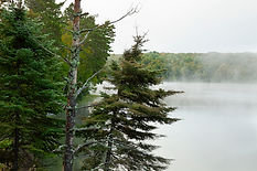 pine-trees-overlooking-a-foggy-lake-in-minnesota-d-2026-03-17-20-13-38-utc.jpg