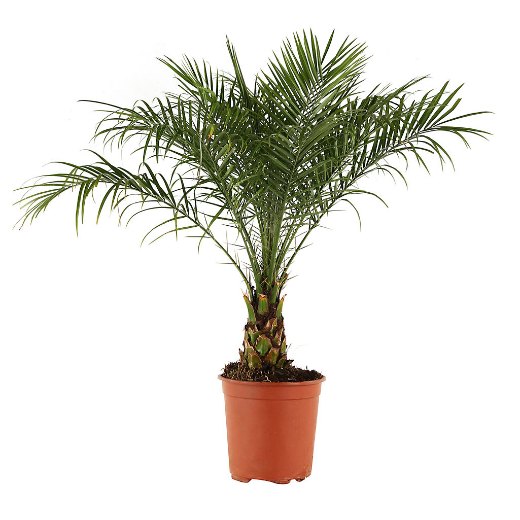 Phoenix Roebelenii