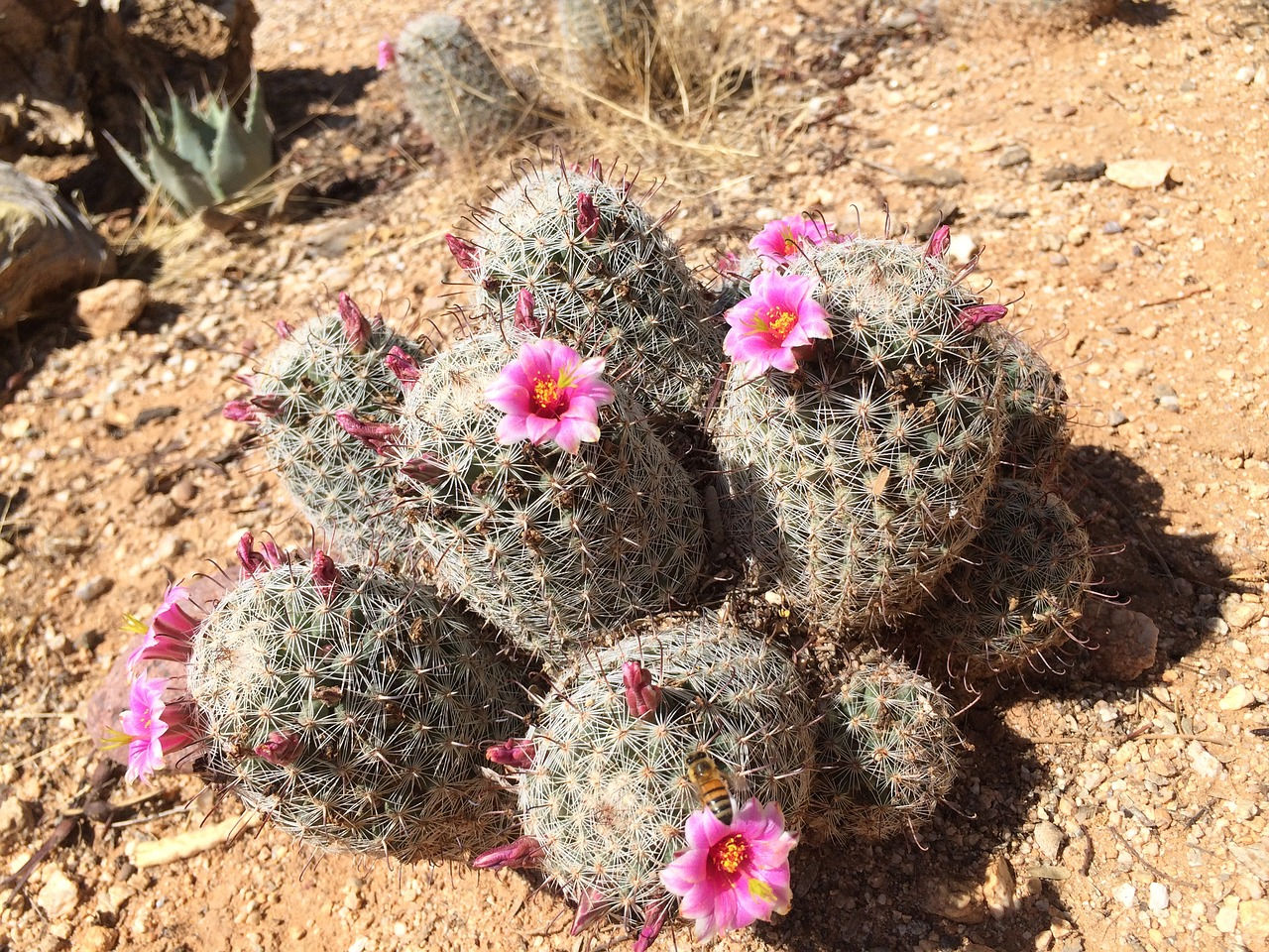 Mammillaria Crinita