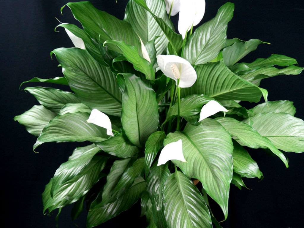 Spathiphyllum