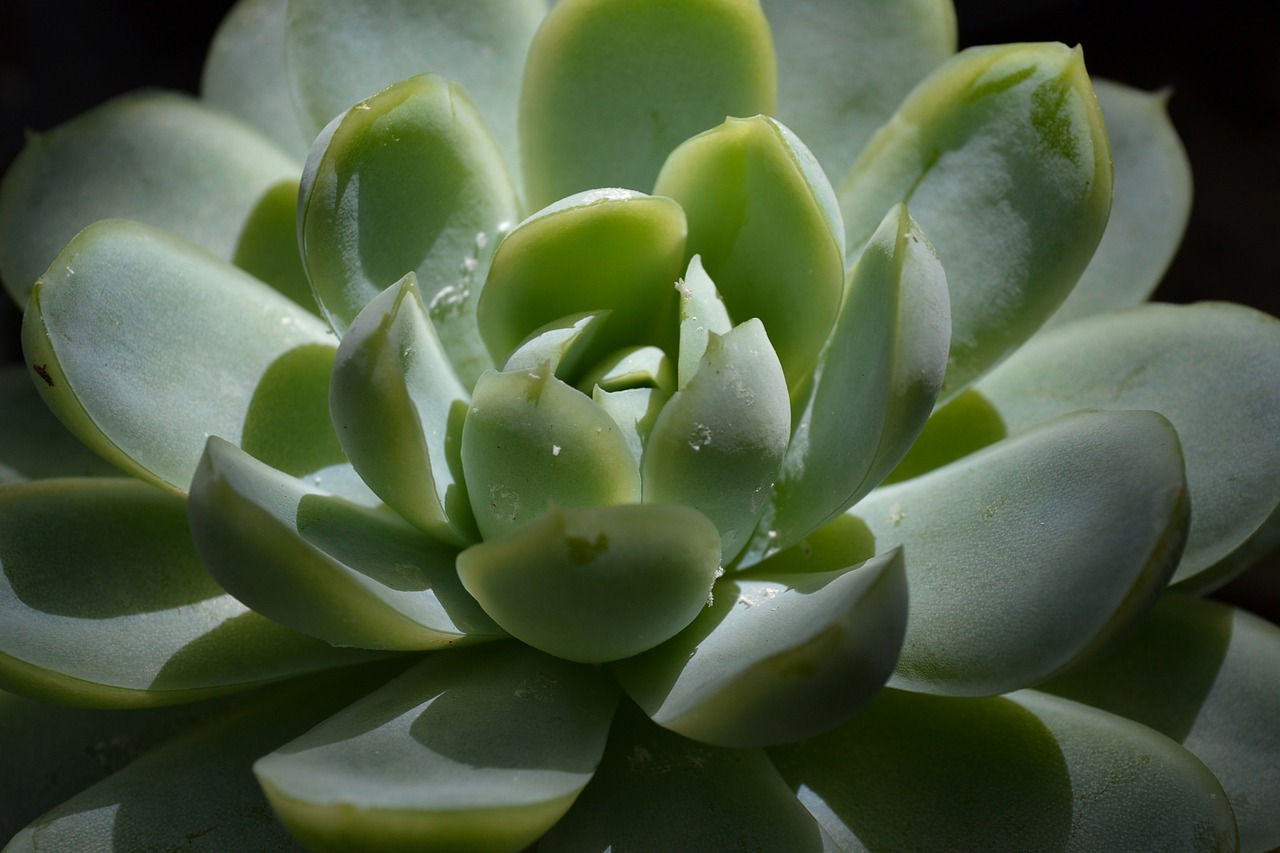 Echeveria spp