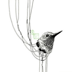 Bird {I}