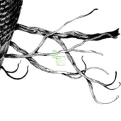 Bird {IV}