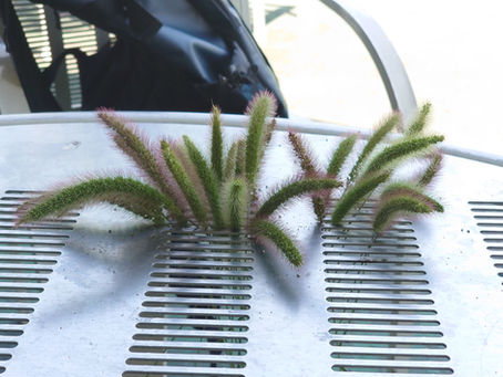 遊びの研究③/遊びを多面的にみる