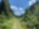 skog.jpg