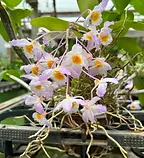 Dendrbium rosy cluster.webp