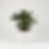 Calathea Orbifolia