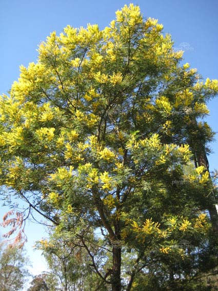 Viveiro_ipe_acacia_negra_001.jpg