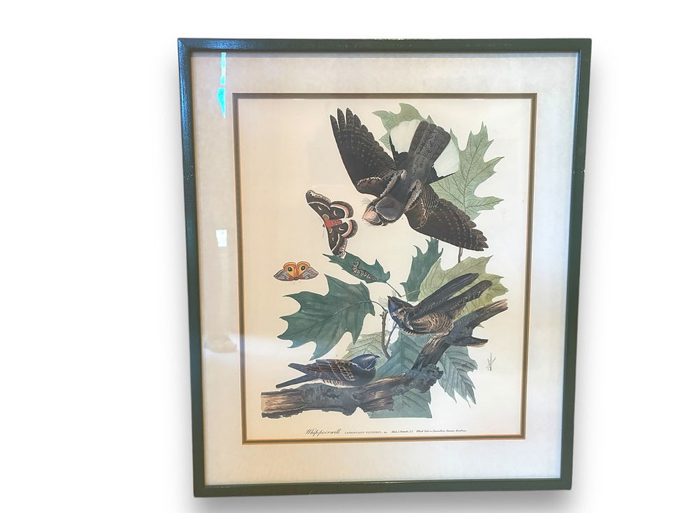 Thumbnail: PAIR OF TURDUS FELIVOX WHIPPOORWILL CAT AND BIRD PRINTS