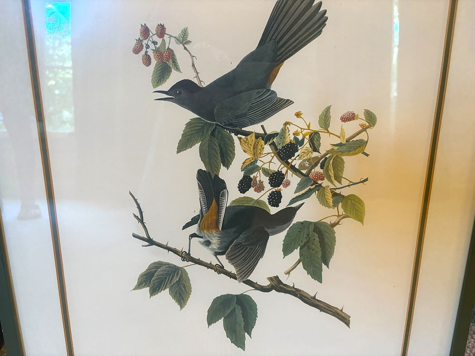 Thumbnail: PAIR OF TURDUS FELIVOX WHIPPOORWILL CAT AND BIRD PRINTS