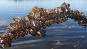 Zebra Mussels discovered upstream from Rice