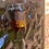 Miniature : Veuve Clicquot "La Grande Dame"