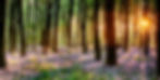 woods.jpg