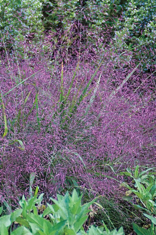 Thumbnail: Purple Love Grass (Native Plant)