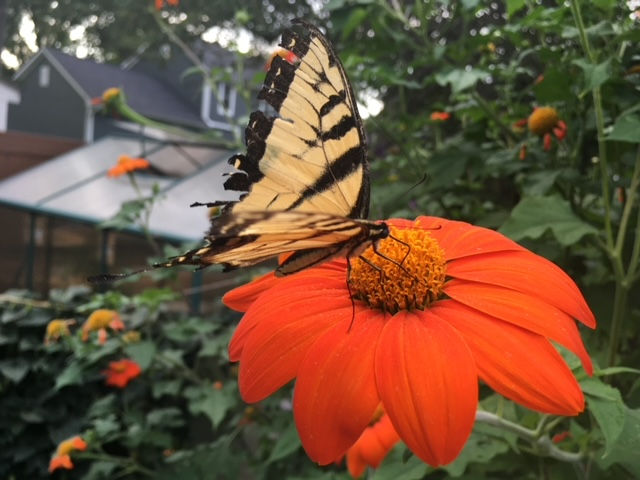 Thumbnail: Mexican Sunflower