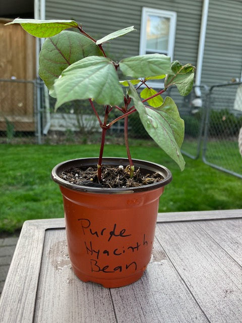 Purple Hyacinth Bean- Flowering Vine