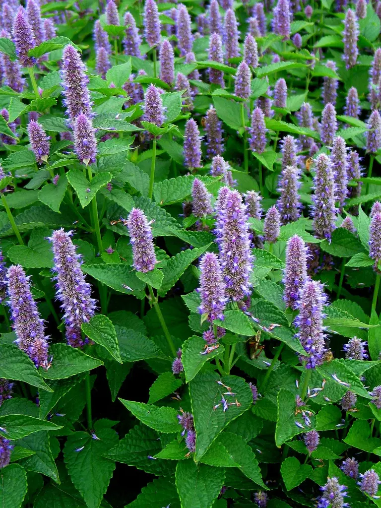 Thumbnail: Root Beer Hyssop