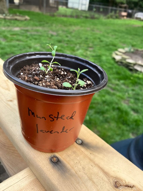 English Lavender- Munstead