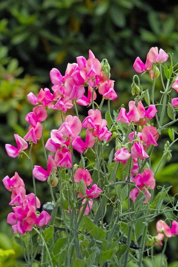Thumbnail: Sweet Pea- Summer Love Mixed Colors