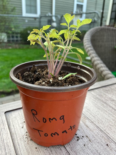 Tomato- Roma (Organic)