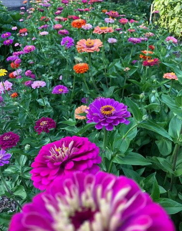 Thumbnail: Heirloom Zinnias- Cool Crayon Colors