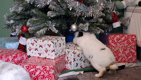 The Magic of Christmas