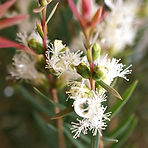 MELALEUCA AUSTRALIANA