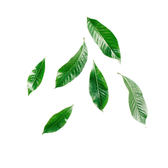 Untitled design (35).png
