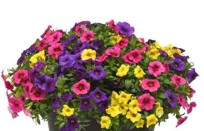 Thumbnail: Hanging Basket  - Million Bell Mixed (selcra)- Multiple choice