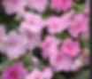 Thumbnail: 1-Flat -Impatiens