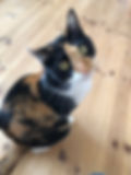 三毛猫のタマ、イケメンが来たときは黒目がまん丸だった。