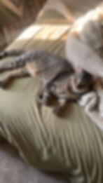 IMG_6319.jpeg