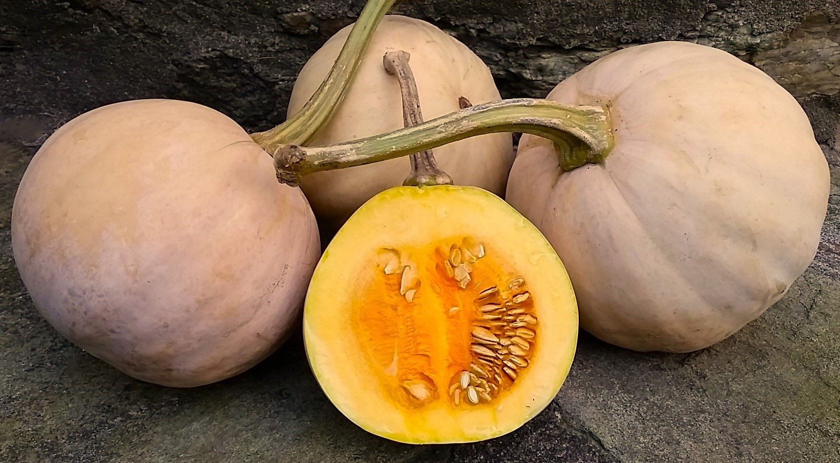 Quaker Pie Squash