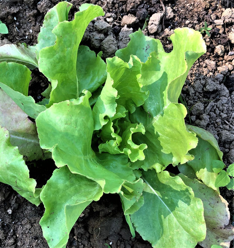 Brown Dutch Winter Lettuce | Roughwood Seed