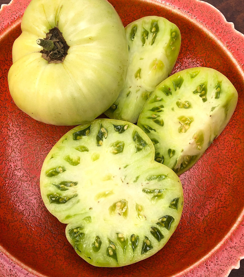 Green Rosedale Tomato Roughwood Seed